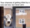 your-chances-of-getting-killed-by-a-cow-are-low-but-never-v0-vuaq8h0abica1.jpg