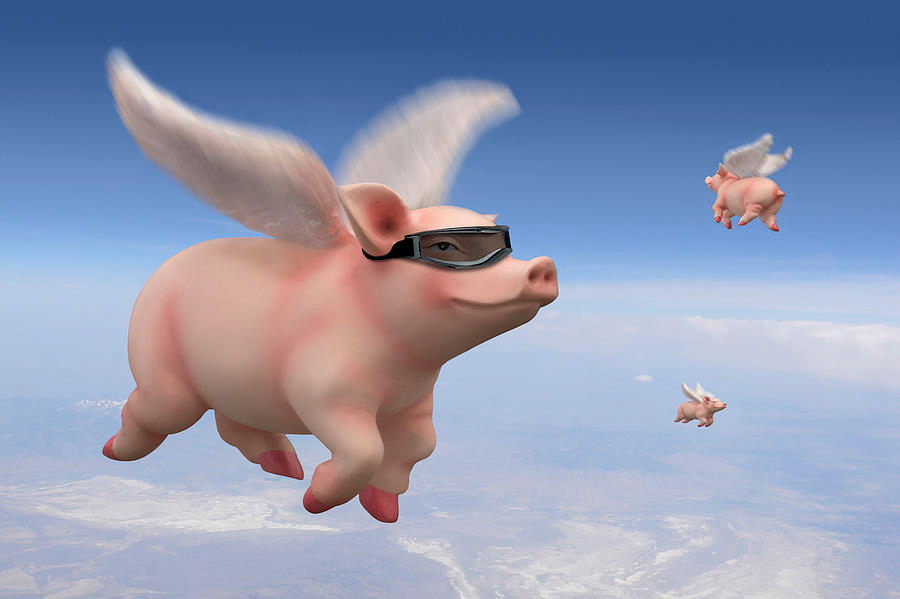 pig-flying.png