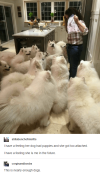is-me-in-the-future-this-is-nearly-enough-dogs-woman-surrounded-by-a-huge-pack-of-fluffy-white...png