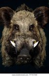 wild-boar-black-background-600w-97767368.jpg