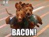 Weiner Dog Bacon.jpg