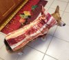 corgi in bacon costume.jpg