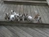 41 Eight Is Enough.JPG
