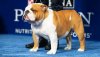 Image result for bulldog best in show