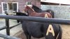 mule 1.jpg