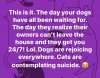 corona dog cat meme.jpg