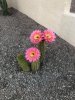 Cacti.jpg