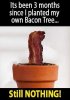 Bacon Tree.jpg