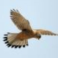 DerFalke
