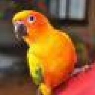 capini