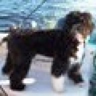 WaterDog