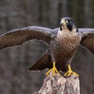 FutureFalcon2