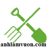 oanhbilico