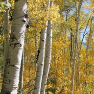5280Aspens
