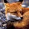 Red_Fox