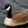 Goose