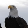 boldeagle
