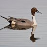 pintail