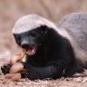 Honey_Badger