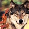 Wolfrunner42
