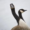 Small_Goose