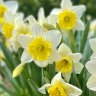 Daffodil