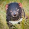 tasmaniandevil_06