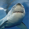 shark14