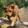 NaptownRunner