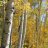 5280Aspens