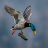 Mallard Duck