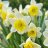 Daffodil