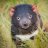 tasmaniandevil_06