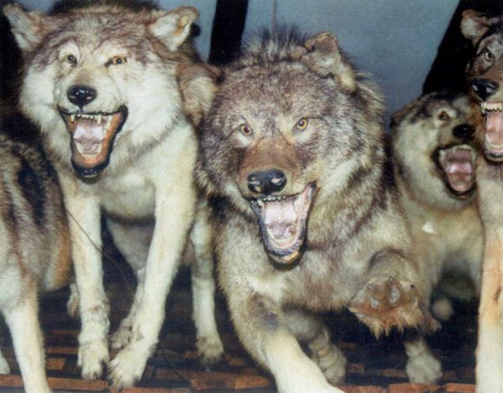 1104WolfPackAttack.jpg