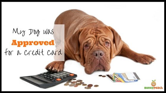 My-Dog-was-Approved-for-a-Credit-Card-560.jpg