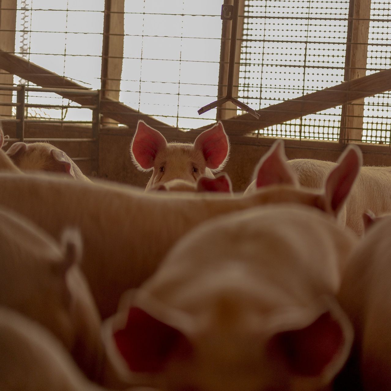Farmers lost an average of about $30 a pig last year, according to estimates from Iowa State University.